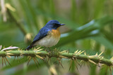 Image. Tickell's Blue Flycatcher