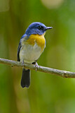 Image. Tickell's Blue Flycatcher