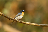 Image. Tickell's Blue Flycatcher