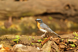 Image. Tickell's Blue Flycatcher