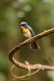 Image. Tickell's Blue Flycatcher