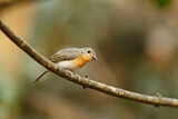 Image. Tickell's Blue Flycatcher