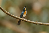 Image. Tickell's Blue Flycatcher