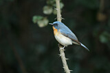 Image. Tickell's Blue Flycatcher