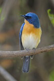 Image. Tickell's Blue Flycatcher