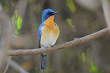 Image. Tickell's Blue Flycatcher