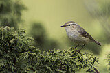 Image. Tienschan-Laubsänger