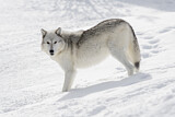 Image. Timber Wolf
