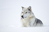 Image. Timber Wolf