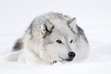 Image. Timber Wolf