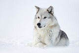 Image. Timber Wolf