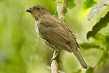 Image. Tooth-billed Bowerbird
