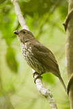 Image. Tooth-billed Bowerbird