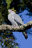 Image. Topknot Pigeon