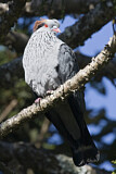 Image. Topknot Pigeon