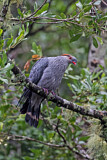Image. Topknot Pigeon