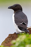 Image. Tordalk