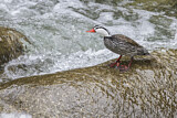 Image. Torrent Duck