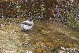 Image. Torrent Tyrannulet