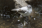 Image. Torrent Tyrannulet