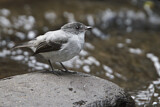 Image. Torrent Tyrannulet