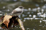 Image. Torrent Tyrannulet