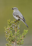 Image. Townsend's Solitaire