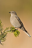 Image. Townsend's Solitaire
