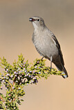 Image. Townsend's Solitaire