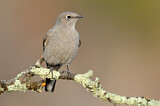 Image. Townsend's Solitaire