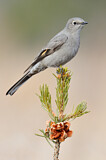 Image. Townsend's Solitaire