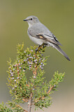 Image. Townsend's Solitaire