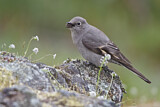 Image. Townsend's Solitaire