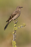 Image. Townsend's Solitaire