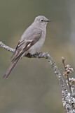 Image. Townsend's Solitaire