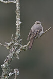Image. Townsend's Solitaire