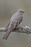 Image. Townsend's Solitaire
