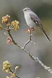 Image. Townsend's Solitaire