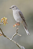 Image. Townsend's Solitaire