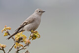 Image. Townsend's Solitaire