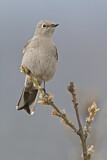 Image. Townsend's Solitaire