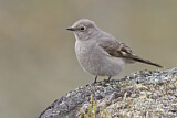 Image. Townsend's Solitaire