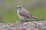 Image. Townsend's Solitaire