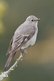 Image. Townsend's Solitaire
