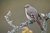 Image. Townsend's Solitaire