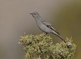 Image. Townsend's Solitaire