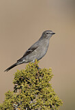 Image. Townsend's Solitaire