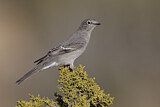 Image. Townsend's Solitaire