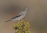 Image. Townsend's Solitaire