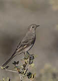 Image. Townsend's Solitaire